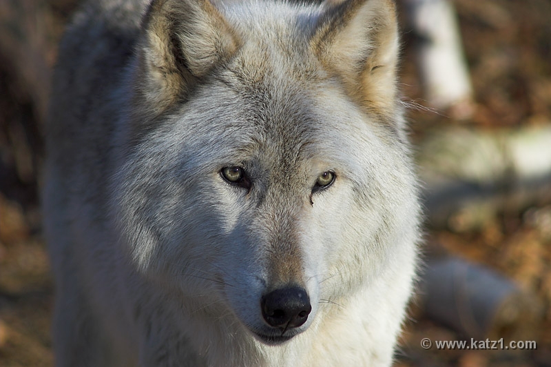 Arctic Wolf 044